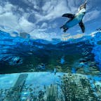 都会のオアシス「サンシャイン水族館」で癒されに出かけてみませんか？
空飛ぶペンギンたちやエイ、アシカたちと出会えますよ♪

#東京 #池袋 #サンシャイン水族館 #空飛ぶペンギン #ペンギン #エイ #クラゲ #アシカ #サトホーク
