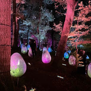 埼玉・所沢にも写真映えするスポットがあることをご存知ですか？
ところざわサクラタウン内にある「チームラボ どんぐりの森の 呼応する生命」では、まるでキノコが生えているような幻想的な光のアートを楽しめます♪
少し人の混雑が苦手な方は、ぜひチェックしてみてください！

#埼玉 #所沢 #ところざわサクラタウン #チームラボ #チームラボどんぐりの森の呼応する生命 #光のアート #サトホーク