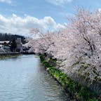 三戸町 桜