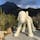 大分・湯布院で見つけた由布岳の眺望を楽しめる「COMICO ART MUSEUM YUFUIN」。
デザインを手がけたのは、建築家の隈研吾氏です。現代アートはもちろん、白い犬がアートを楽しみたいあなたをお迎えします！

#大分 #湯布院 #COMICO ART MUSEUM YUFUIN #白い犬 #由布岳 #隈研吾 #サトホーク