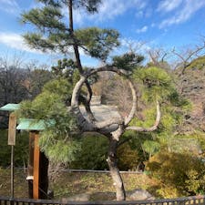 上野恩賜公園の清水観音堂にある月の松。
本当に綺麗な円の松の木です。
弁天堂の宇賀神様はいい笑顔です。