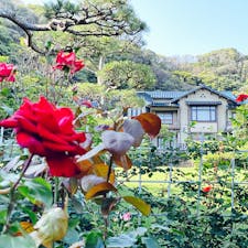 鎌倉といえば、大仏や鶴岡八幡宮というイメージがあるかもしれませんが、花の名所として有名なスポットが「鎌倉文学館」です。
鎌倉を拠点に活動した文人の作品を見ることができるほか、春と秋には庭園に美しいバラを見ることができます！

#鎌倉 #鎌倉文学館 #バラ #長谷 #由比ヶ浜 #サトホーク
