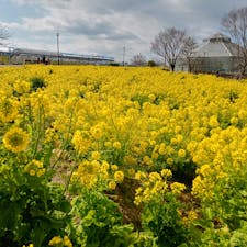 大阪府南東部にある、富田林市農業公園サバーファーム。季節ごとに変わるお花畑が美しいスポットですが、2月には、菜の花が楽しめます。

写真は、2月下旬に撮影しましたが、この頃には早咲きの桜も咲き始め、春らしい雰囲気が感じられます。

園内では、野菜や果物の収穫体験も楽しめ、特に冬から春のいちご狩りは、人気が高いです。

また、バーベキュー設備、温室、遊具、レストランや売店もあり、ゆっくりと過ごすことができます。なお、バーベキューは完全予約制です。