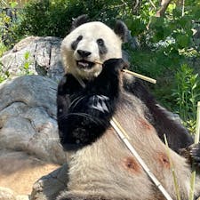 上野動物園といえば、パンダのイメージがありますが、実は他にも貴重な生き物たちが見れる楽園なんです！ぜひ上野散策で立ち寄ってみませんか？

#東京 #上野 #上野動物園 #ジャイアントパンダ #スマトラトラ #ホッキョクグマ #サトホーク