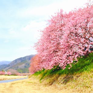 今、見頃を迎えている伊豆・河津で見ることができる「河津桜」。早咲きの桜と合わせて、菜の花と河津川とのコラボレーションも楽しめますよ♪

#静岡 #伊豆 #河津 #河津桜まつり #菜の花 #早春 #サトホーク