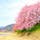 今、見頃を迎えている伊豆・河津で見ることができる「河津桜」。早咲きの桜と合わせて、菜の花と河津川とのコラボレーションも楽しめますよ♪

#静岡 #伊豆 #河津 #河津桜まつり #菜の花 #早春 #サトホーク