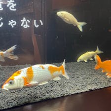 横浜で水族館といえば、八景島シーパラダイスのイメージがありますが、実は横浜中華街にも開運をコンセプトとした水族館があるんです！
それが「横浜開運水族館　フォーチュンアクアリウム」。かわいい海の生き物たちと触れ合いながら開運を手に入れませんか？

#横浜 #横浜開運水族館 #フォーチュンアクアリウム #横浜中華街 #サトホーク