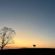 奈良　若草山

山と自然と鹿と月。

#奈良#若草山#鹿