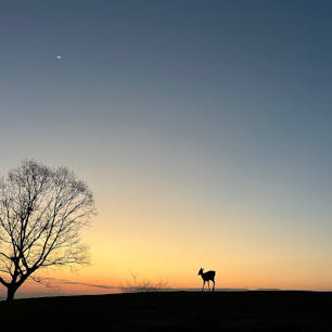 奈良　若草山

山と自然と鹿と月。

#奈良#若草山#鹿