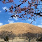 ここから眺める大室山がとっても良かった〜見事なお椀型！
いろんな品種の桜が植えられているので、夏以外はなにかしら咲いてる桜が見られるらしい🌸今の時期は河津桜とか寒桜あたりが見頃です。