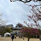 愛媛県松山市
松山城
2023.2.24(金)曇時々小雨
梅が何本かありほぼ満開でした。
桜はまだ蕾にもなっていないように見えました。
観光客も少なく天守閣をゆっくり見ることができました。
