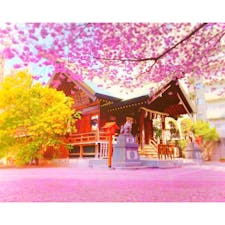 早春の都内で1番美しい神社と囁かれている「蔵前神社」⛩

境内にミモザと2本の早咲き桜があり、3月上旬〜中旬にかけて見事な共演を楽しめます🌸

今年もミモザが見ごろを迎え、境内は大賑わい🎶

記念撮影の方や御朱印をもらう方で賑わっていました☺️

早咲き桜の開花が待ち遠しいです❣️