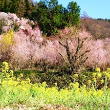 桜の開花には早いですが、花見山公園の花の知らせはチラホラと届いています。

お散歩コースは、30分、45分、60分の3種類。

杖の貸し出しもありますよ〜
.
.
.
.
.
#福島市 #花見山公園 #花見山 #福島 #桜の名所 #olive