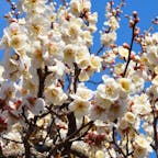 春といえば「桜」というイメージがありますが、梅も2月下旬から3月上旬にかけて楽しめるのが、水戸の偕楽園。
紅白の梅と竹林、歴史ある好文亭と散策を楽しみませんか？

#茨城 #水戸 #偕楽園 #好文亭 #梅 #竹林 #千波湖 #サトホーク
