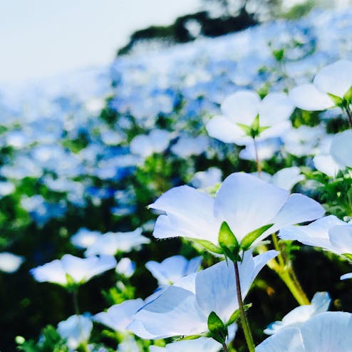 国営ひたち海浜公園