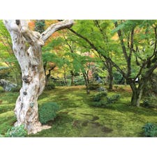 2018/11/17
圓光寺
@京都府