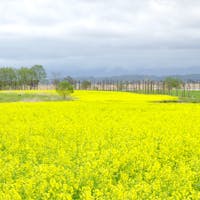 新潟県にある福島潟。
野鳥や植物の宝庫といわれる193haもの湖沼です。

その中で3haの菜の花畑が一面に広がります。
敷地内には、水の駅ビュー福島潟があり、菜の花畑を見渡すことができます。




#新潟県 #福島潟 #菜の花畑 #水の駅ビュー福島潟 #olive