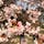 今日は久しぶりに新宿御苑へ。早咲きの河津桜はもちろん、梅の花や美しい日本庭園を鑑賞しました！
もちろんわらび餅入りほうじ茶も美味しかったなぁ〜

#東京 #新宿 #新宿御苑 #河津桜 #日本庭園 #梅の花 #わらび餅 #ほうじ茶 #サトホーク