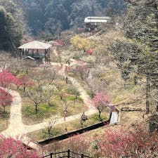 奈良県の月ヶ瀬梅林