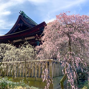 大阪府藤井寺市の道明寺天満宮。境内の梅の花が満開になっています。しだれ梅から八重咲きのものまで様々な種類があり、見応えがあります。有料ですが、特に本殿裏の梅園が素晴らしいです。

散策途中の休憩は、参道脇にある「MONZEN」に。古民家を改装した複合施設で、日替りで飲食店も出店しています。この日はパン屋さんが出店しており、うさぎのあんバタートースト、オーガニックコーヒーをいただきました。