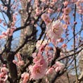 京都　北野天満宮
梅苑

梅の花見に行ってきました
上品で艶やかでした
