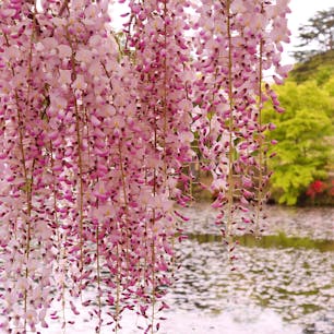 100年以上の歴史を誇る「花と歴史の郷 蛇の鼻」

春の桜祭り開催を皮切りに、藤、薔薇、睡蓮、秋の紅葉へと、季節ごとに楽しめるのどかでアットホームな公園です。

敷地内には、国の登録有形文化財にもなっている「蛇の鼻御殿」もあります。

#福島県