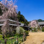 奈良県宇陀市にある大野寺では、例年3月下旬頃から桜が見頃になり、観光客でにぎわいます。

2本あるコイトシダレザクラは、樹齢300年と言われています。木が衰え、以前より花が少なくなりましたが、風情があります。境内や周辺には、他にもベニシダレザクラなどが多数咲き、とても美しいです。

すぐそばを流れる宇陀川の対岸には、自然の岩に彫られた磨崖仏があり、境内から見られます。