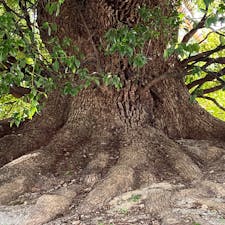 青蓮院の楠木
門跡寺院の青蓮院（しょうれんいん）にある五本の楠の巨樹です。いずれも京都市の天然記念物に指定されています。長屋門の白壁・板塀と楠の緑が美しい京の風景を作ります。

#サント船長の写真　#青蓮院