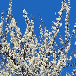 筑波山の梅まつり
3月19日まで開催中！
#茨城県 #筑波山 #筑波山梅林 #梅まつり #olive