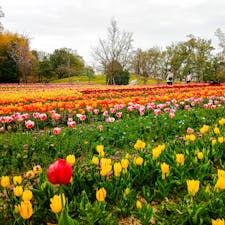 奈良県の馬見丘陵公園では、春に約65万株ものチューリップが咲き誇ります。その規模は関西最大級とも言われ、見ごたえがあります。

花の見頃に合わせて馬見チューリップフェアが開催され、キッチンカーや屋台の出店、各種イベントも行われます。