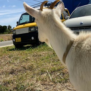 シーブルーレンタカー
山羊さんがお出迎え