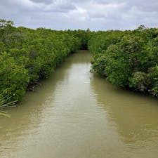 島尻マングローブ林
往復30分位のウォーキングできます