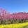 飯坂温泉 花桃の里。
開花は、例年4月上旬より。




#飯坂温泉 #飯坂温泉花桃の里 #olive