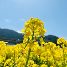 糸島　福ふくの里
菜の花が満開！