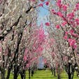 福島県の飯坂町にある花桃の公園。

近くには花桃の里もあり、歩いても10分ほどの距離なので、花桃めぐりができちゃいます。



#福島県 #飯坂温泉 #花桃の公園 #olive