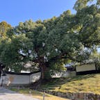 青蓮院門跡
粟田御所とも呼ばれる天台宗の三門跡のひとつ。比叡山上にあった僧侶の住坊が起源で、当時は最澄や円仁をはじめとした高僧の住居であったという。
また老木の楠木が５本有ります。

#サント船長の写真
