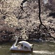 井の頭恩賜公園 / Tokyo

吉祥寺のお花見スポット、井の頭公園。池周辺だけでも200本ほどの桜があり、まだ満開ではないですが多くの人がお花見に訪れていました。のんびりスワンボートに乗って桜を眺めるのも楽しそうです♪

#tokyo #kichijyoji #inokashirapark #cherryblossom2023  #bluemoon