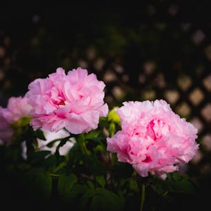 冬場でしたが、温室では楽しむ事ができました