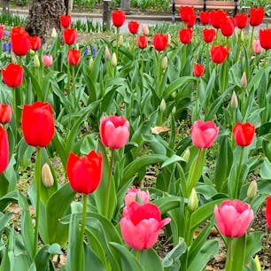 高層ビルに囲まれた新宿副都心にある「新宿中央公園」。春にはチューリップやスミレ、スイレンなど、色とりどりな花を見ることができます！
「東京のセントラルパーク」出かけてみませんか？

#東京 #新宿 #新宿中央公園 #チューリップ　#スイレン #スミレ #春 #サトホーク