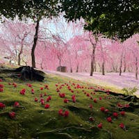 京都　城南宮
枝垂れ梅と落ち椿