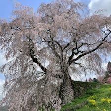 奈良県宇陀市の大きなしだれ桜「又兵衛桜」。戦国武将の後藤又兵衛ゆかりの地にあるため、このように呼ばれています。

高さ約13メートル、幹のまわりは約3メートルの桜は、とても迫力があり、わざわざ見に来て良かったと思わせるものです。

今年（2023年）は開花が早いようで、すでに満開となり、多くの人で賑わっていました。写真は3月27日撮影です。
