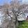 奈良県宇陀市の大きなしだれ桜「又兵衛桜」。戦国武将の後藤又兵衛ゆかりの地にあるため、このように呼ばれています。

高さ約13メートル、幹のまわりは約3メートルの桜は、とても迫力があり、わざわざ見に来て良かったと思わせるものです。

今年（2023年）は開花が早いようで、すでに満開となり、多くの人で賑わっていました。写真は3月27日撮影です。
