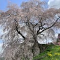 奈良県宇陀市の大きなしだれ桜「又兵衛桜」。戦国武将の後藤又兵衛ゆかりの地にあるため、このように呼ばれています。

高さ約13メートル、幹のまわりは約3メートルの桜は、とても迫力があり、わざわざ見に来て良かったと思わせるものです。

今年（2023年）は開花が早いようで、すでに満開となり、多くの人で賑わっていました。写真は3月27日撮影です。