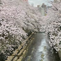 東京メトロ有楽町線江戸川橋駅付近から続く、神田川沿いの桜並木。お花見の途中で肥後細川庭園に立ち寄り、のんびり休憩するのもおすすめですね。敷地内は入場無料の公園になっているので、気軽に立ち寄ることができます。