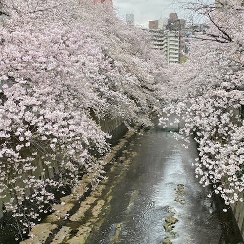 神田川桜並木（江戸川公園の桜）