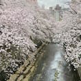 東京メトロ有楽町線江戸川橋駅付近から続く、神田川沿いの桜並木。お花見の途中で肥後細川庭園に立ち寄り、のんびり休憩するのもおすすめですね。敷地内は入場無料の公園になっているので、気軽に立ち寄ることができます。