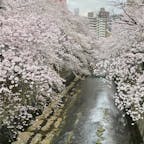 東京メトロ有楽町線江戸川橋駅付近から続く、神田川沿いの桜並木。お花見の途中で肥後細川庭園に立ち寄り、のんびり休憩するのもおすすめですね。敷地内は入場無料の公園になっているので、気軽に立ち寄ることができます。