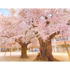 茨城県土浦市の桜の名所巡り🌸

真鍋小学校の桜✨

校庭の中央に5本もの大きなソメイヨシノが植えられていて、その樹齢は今年で116年🌸

見ごろは例年3月下旬から4月上旬で、新一年生をあたたかくお迎えしてくれます🥰

ライトアップなどもされていて、毎年多くの花見客が訪れる人気スポットです🌸