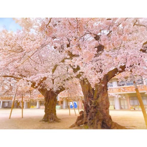 真鍋小学校の桜（真鍋のサクラ）