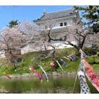 茨城県土浦市の桜の名所巡り🌸

土浦の歴史のシンボル「亀城公園」✨

ちょうど満開・見ごろを迎えていて、櫓やお堀と桜のコラボレーションが美しかったです🤗

土浦桜まつり2023も開催中なので、この機会にぜひ🎶